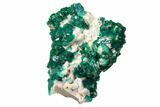 Gemmy Dioptase Cluster on Dolomite - Ntola Mine, Congo #130493-4
